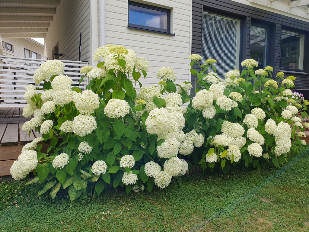 Pallohortensia hydrangea arborescens