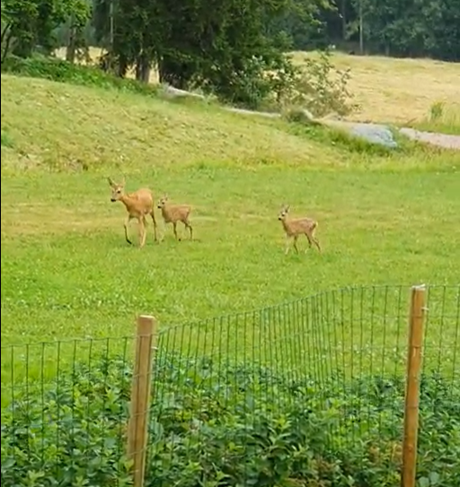 Peurat pois puutarhasta!